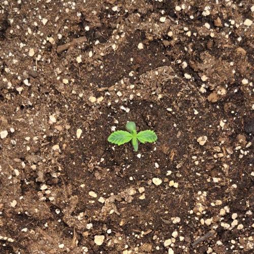 Red Velvet on Venus. Week 1 - Day 5
