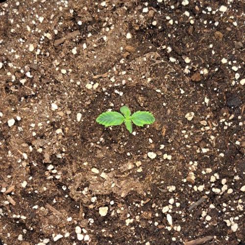 Red Velvet on Venus. Week 1 - Day 6