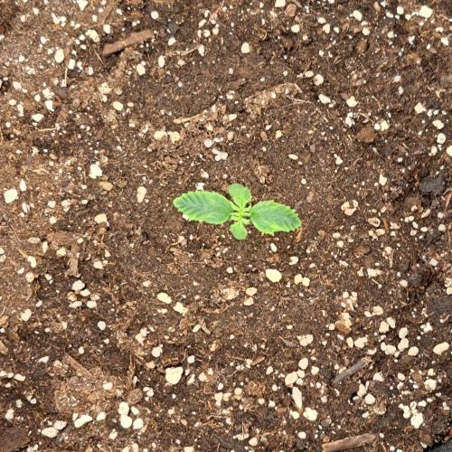 Red Velvet Auto. Week 1