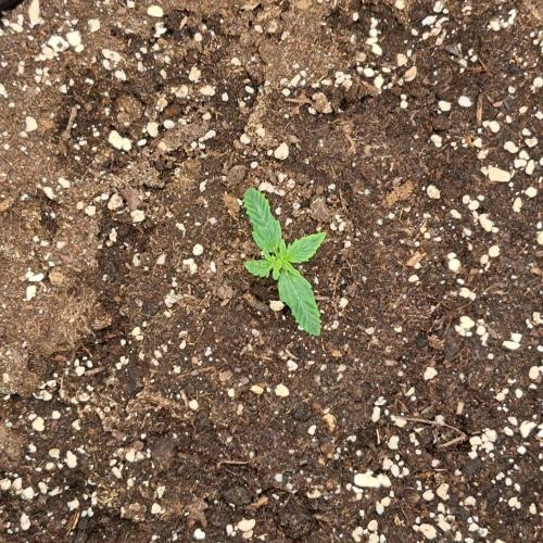 Gorilla King Auto. Week 1