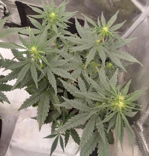 Gorilla with Z on Mars. Week 6 - Day 43