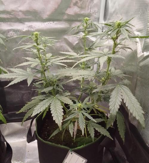 Gorilla with Z on Mars. Week 6 - Day 44