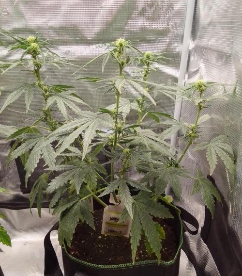 Gorilla with Z on Mars. Week 6 - Day 45