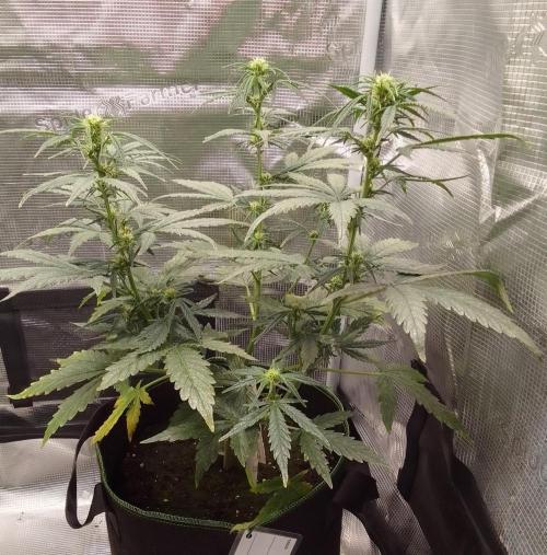 Gorilla with Z on Mars. Week 6 - Day 46