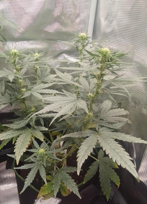 Gorilla with Z on Mars. Week 6 - Day 47