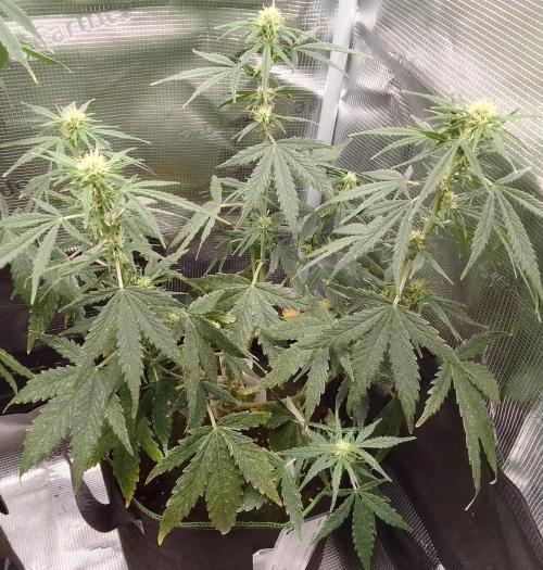 Gorilla with Z on Mars. Week 6 - Day 48