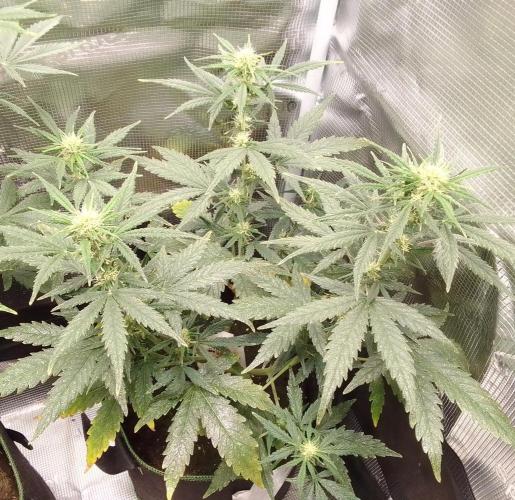 Gorilla with Z on Mars. Week 6 - Day 49