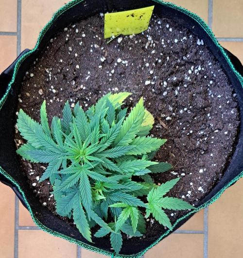 Banana Cream Cake XL Auto. Week 4