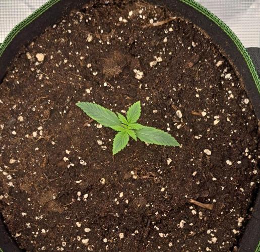 Papaya Zoap Auto. Week 1