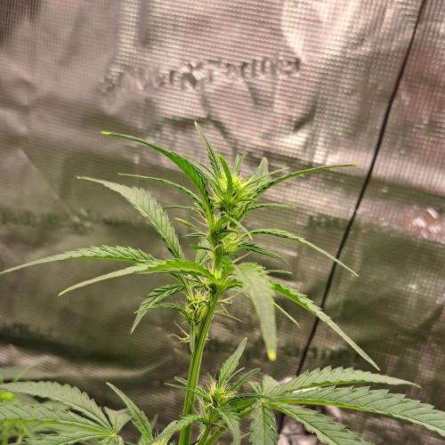 Studio 54 Stardust Auto. Week 5