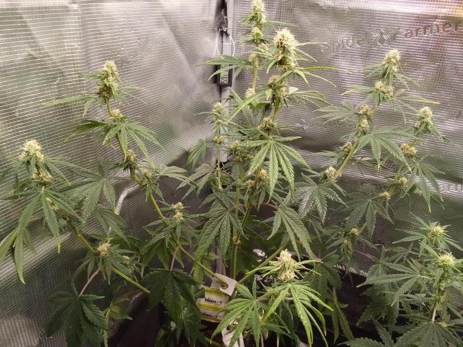 Are there Northern Lights on Mars?. Week 8 - Day 50
