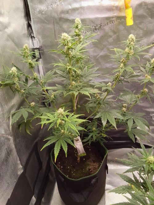 Are there Northern Lights on Mars?. Week 8 - Day 52