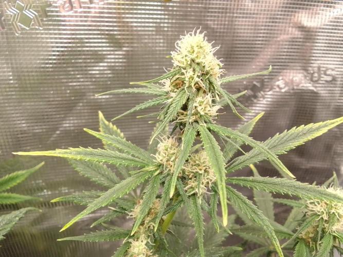 Are there Northern Lights on Mars?. Week 8 - Day 52