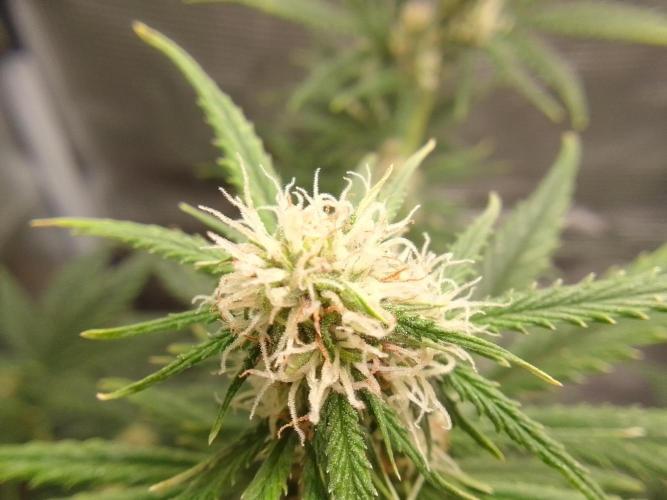 Are there Northern Lights on Mars?. Week 8 - Day 53