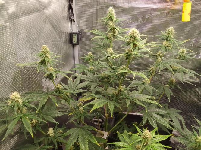 Are there Northern Lights on Mars?. Week 8 - Day 53