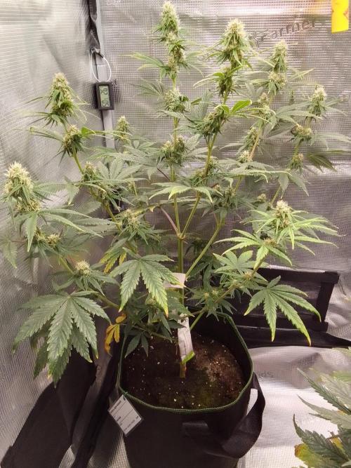 Are there Northern Lights on Mars?. Week 8 - Day 54