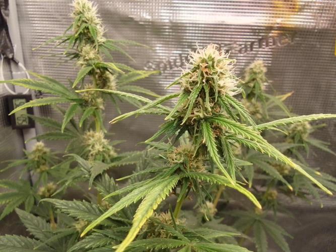 Are there Northern Lights on Mars?. Week 8 - Day 54