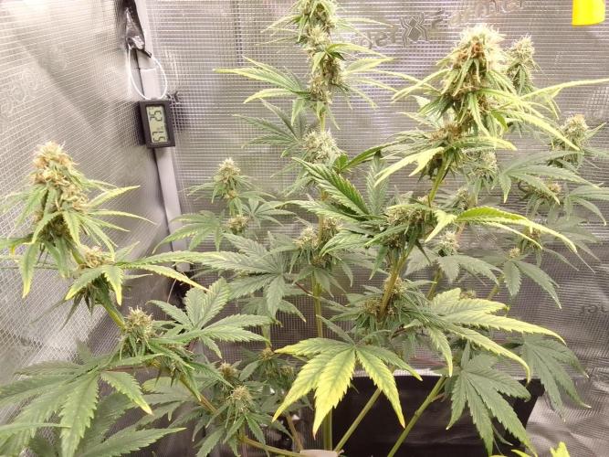 Are there Northern Lights on Mars?. Week 8 - Day 55