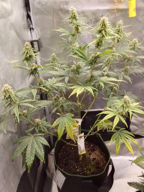 Are there Northern Lights on Mars?. Week 8 - Day 55