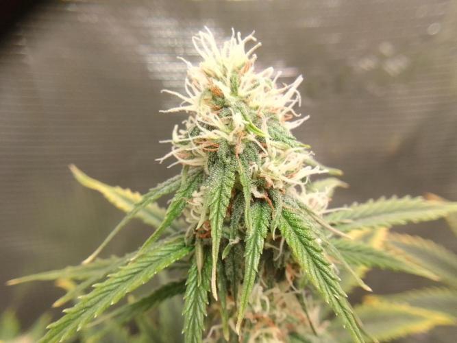 Are there Northern Lights on Mars?. Week 8 - Day 55
