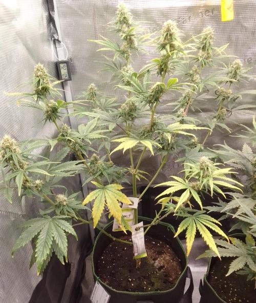 Are there Northern Lights on Mars?. Week 8 - Day 56