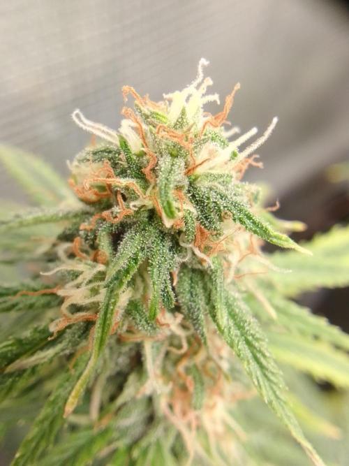 Northern Lights Automatic. Week 8