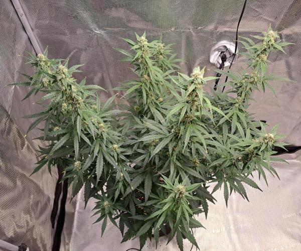 Fruity Skittlez for Saturn. Week 8 - Day 50