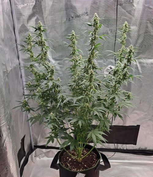Fruity Skittlez for Saturn. Week 8 - Day 50