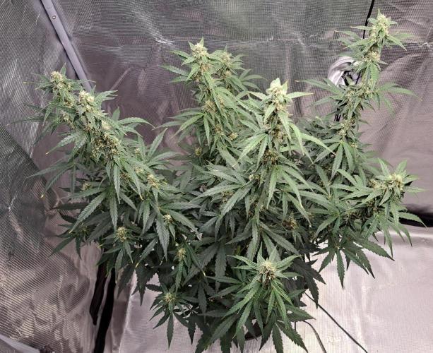 Fruity Skittlez for Saturn. Week 8 - Day 51