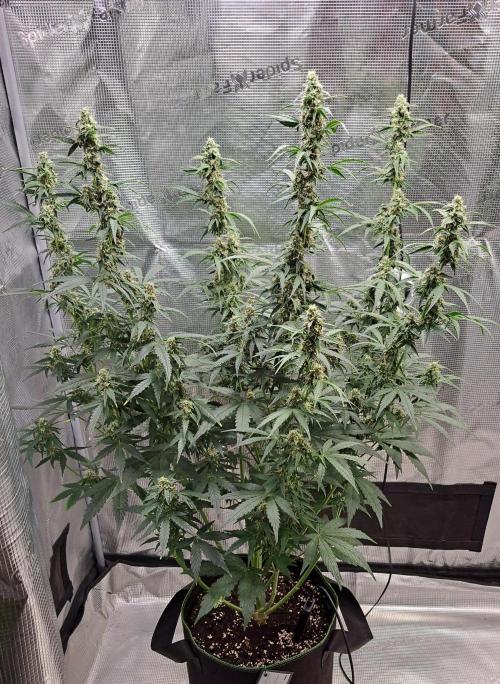 Fruity Skittlez for Saturn. Week 8 - Day 51