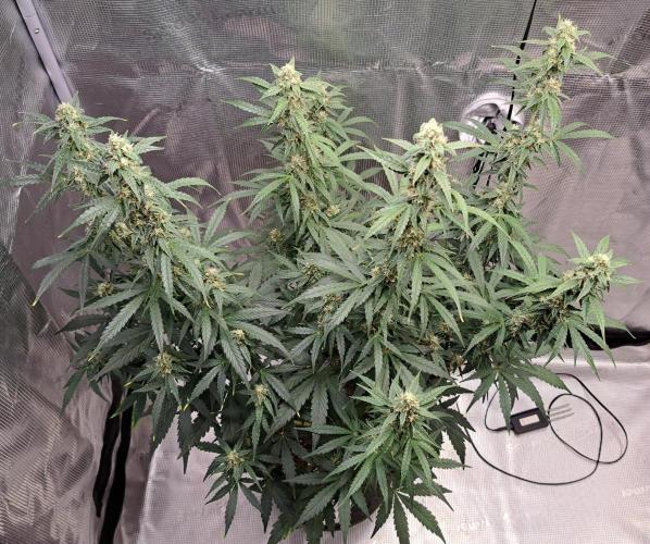 Fruity Skittlez for Saturn. Week 8 - Day 52