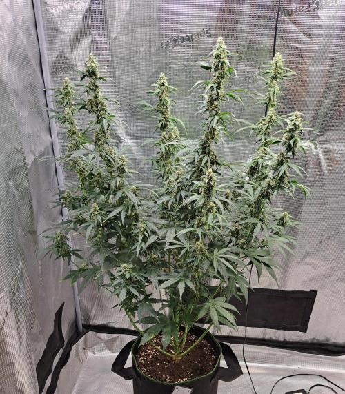 Fruity Skittlez for Saturn. Week 8 - Day 52