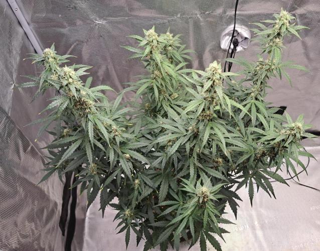 Fruity Skittlez for Saturn. Week 8 - Day 53
