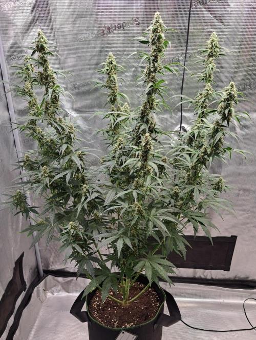 Fruity Skittlez for Saturn. Week 8 - Day 53