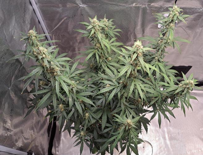 Fruity Skittlez for Saturn. Week 8 - Day 54