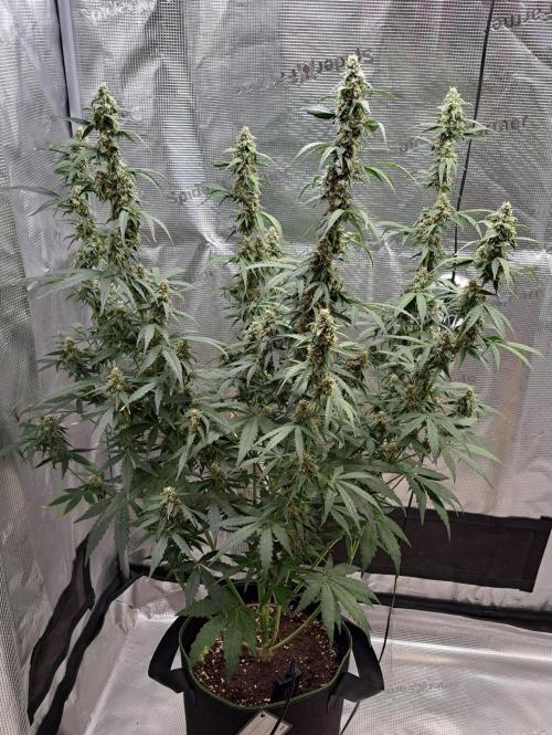 Fruity Skittlez for Saturn. Week 8 - Day 54