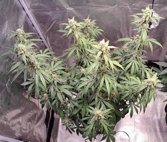 Fruity Skittlez for Saturn. Week 8 - Day 55