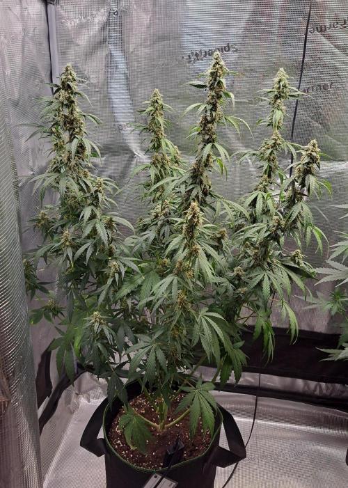 Fruity Skittlez for Saturn. Week 8 - Day 55