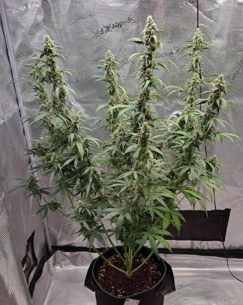 Fruity Skittlez for Saturn. Week 8 - Day 56