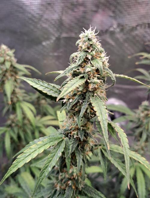 Zkittlez Auto. Week 8