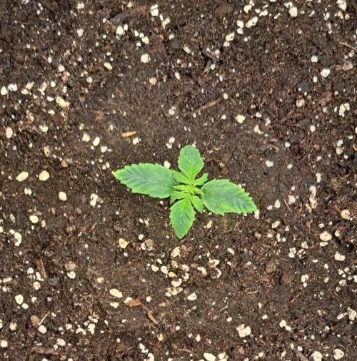 Red Velvet on Venus. Week 2 - Day 8
