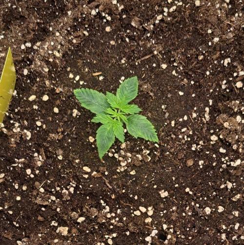 Red Velvet on Venus. Week 2 - Day 9
