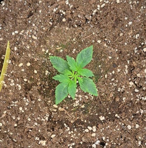 Red Velvet on Venus. Week 2 - Day 10