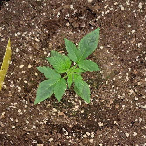 Red Velvet on Venus. Week 2 - Day 11