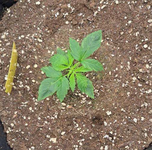 Red Velvet on Venus. Week 2 - Day 12
