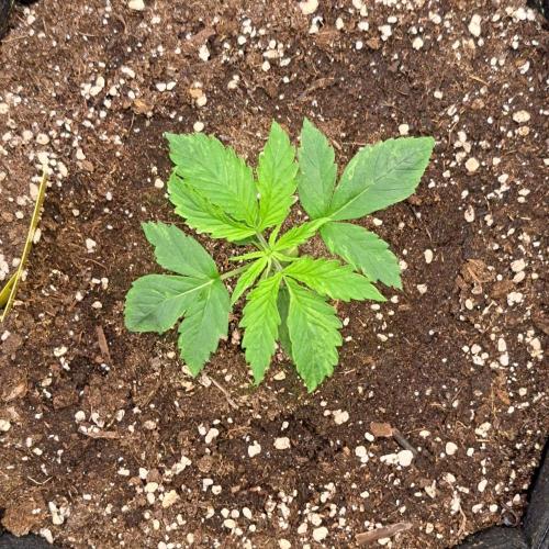 Red Velvet on Venus. Week 2 - Day 13