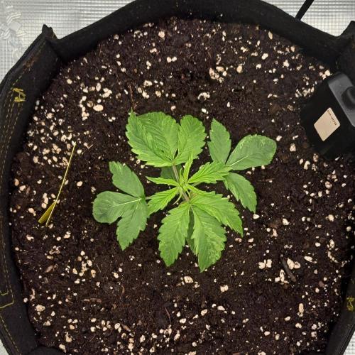 Red Velvet on Venus. Week 2 - Day 14