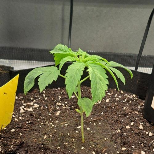Red Velvet Auto. Week 2