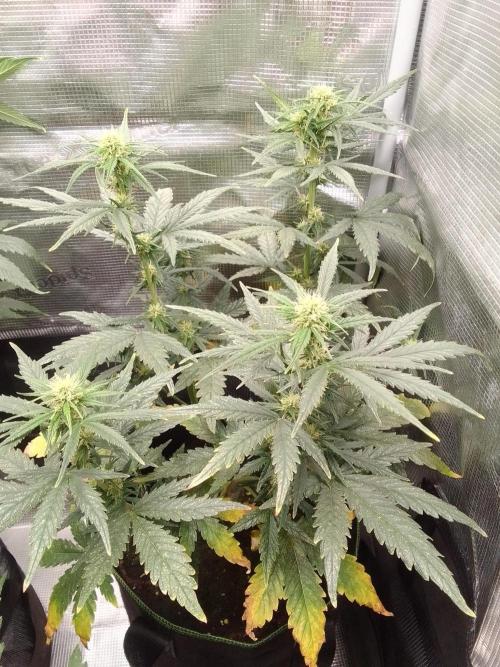 Gorilla with Z on Mars. Week 7 - Day 43