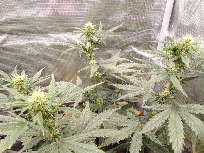 Gorilla with Z on Mars. Week 7 - Day 44